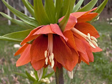 Fritillaria imperalis 'Aurora'