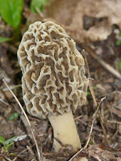 Morchella esculenta