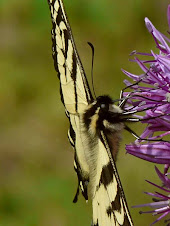 Papilio glaucus...