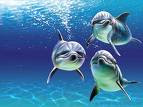 Delfines