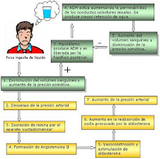 Homeostasis y ADH