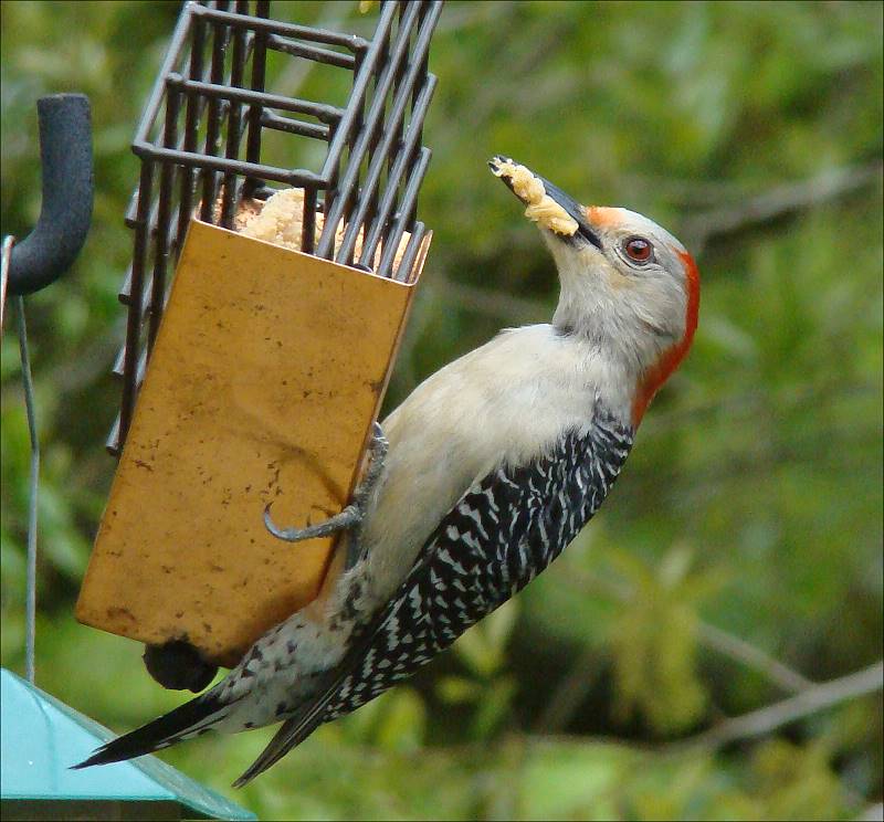 [red-bellied+woodpecker+female+1+with+mouth+full.2+.jpg]