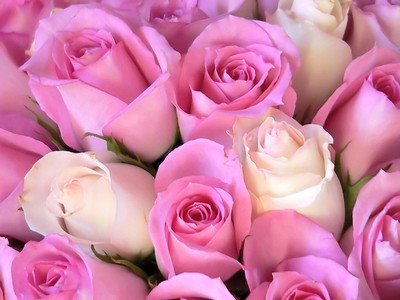[pink-roses.jpg]