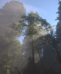 "Write Pace" Blog and Poetry (click on the Redwoods and hike to my other site)