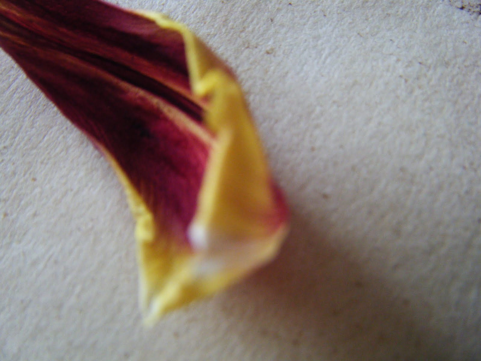 Corners and Moments Treasures, Dried Tulips, Beer and Baking