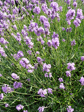 Lavender, July 2009