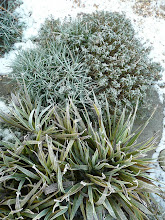 Frozen garden (front garden)