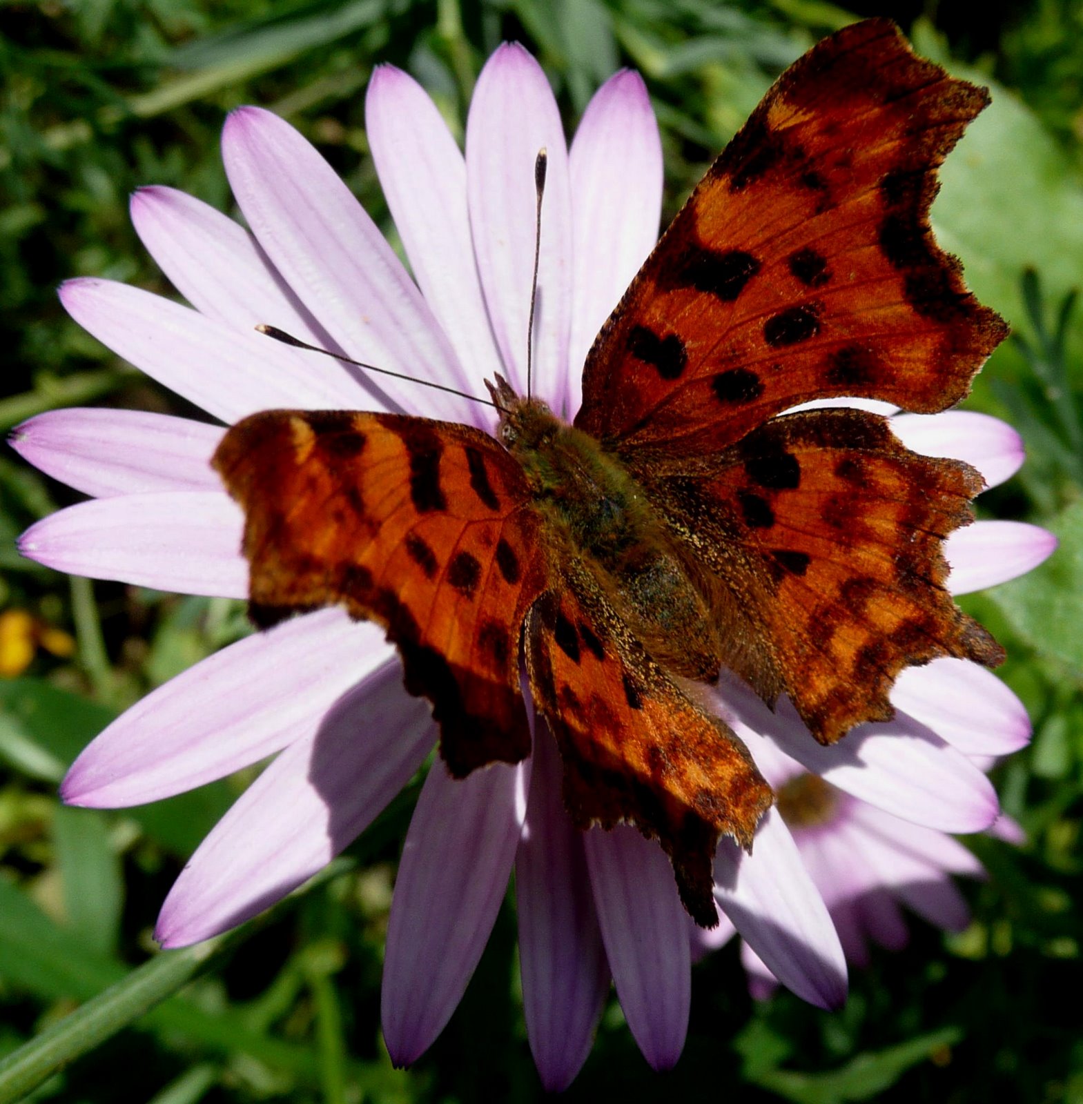 Comma butterfy on osteospernum