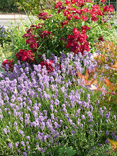 Lavendar and Standard Rose