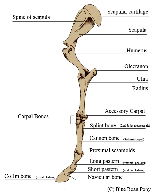 Equine Carpal Bones