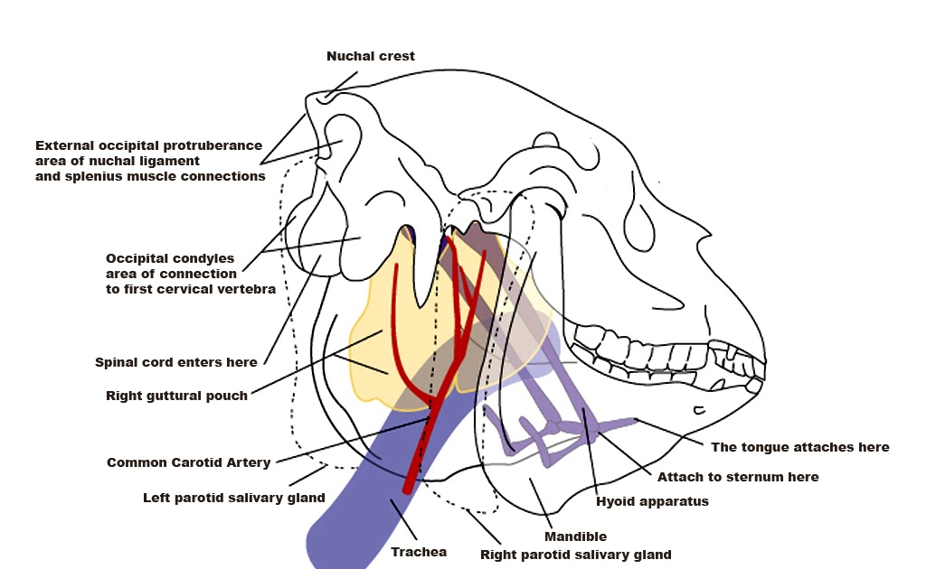 Forever Horses: Hidden Structures of the Equine Skull diagram of hyoid bone 