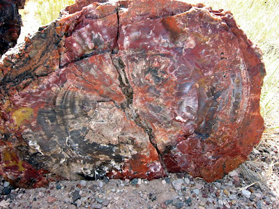 Black Petrified Wood