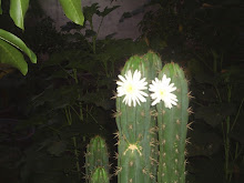 señora cactus