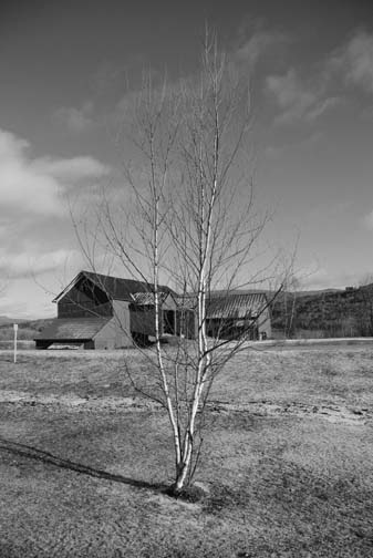 [Young+birch+with+barn(2).jpg]