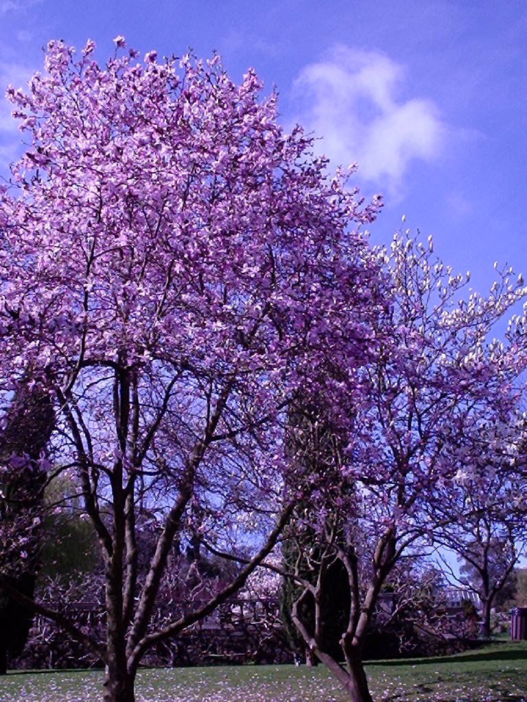 [blossom.jpg]