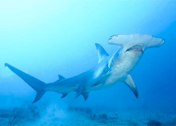 Le Grand Requin Marteau Grand+requin_marteau2