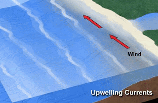 O fenómeno do “upwelling” (ou afloramento) costeiro.