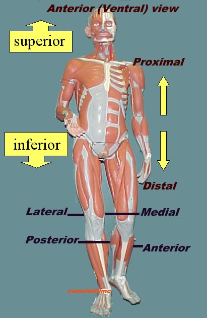anatomy and physiology: December 2010