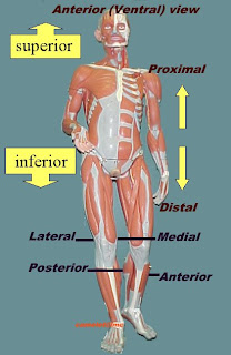 toward the midline of the body directional term
