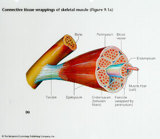 anatomy and physiology