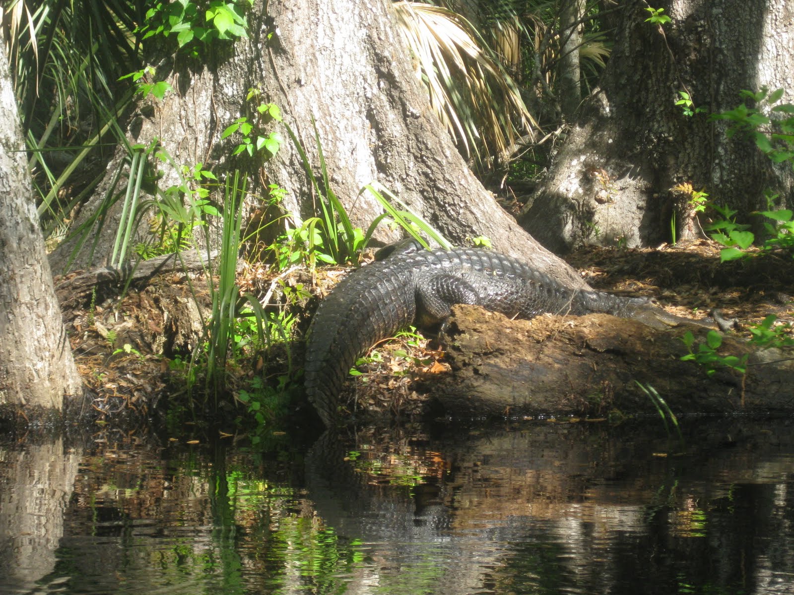 Myakka State Forest