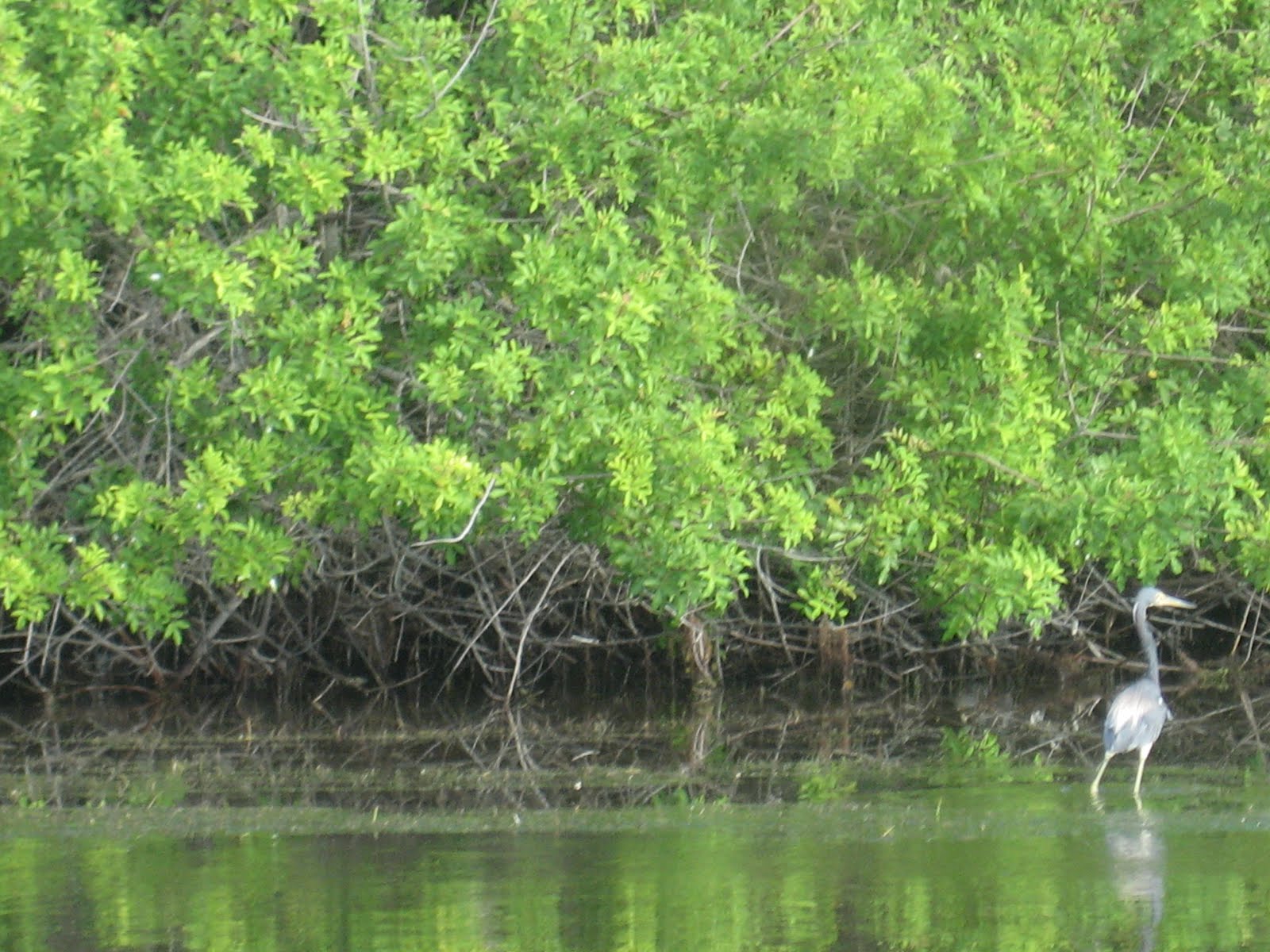 Dave's Yak Tales Banana River