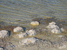 stromatolites