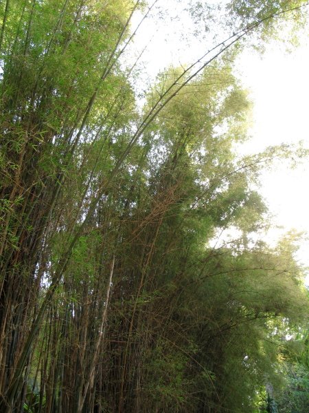 [bamboo_garden_s.jpg]