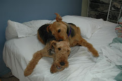 Lucy and Willow playing bitey face