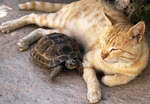 Coexisting - even animals can do it!