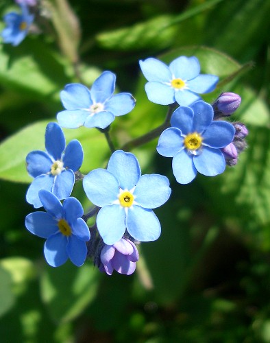[forget-me-not-1.jpg]