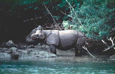 Te rralla nga bota e kafsheve 09+Rhino