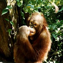 The"wild man of Borneo"