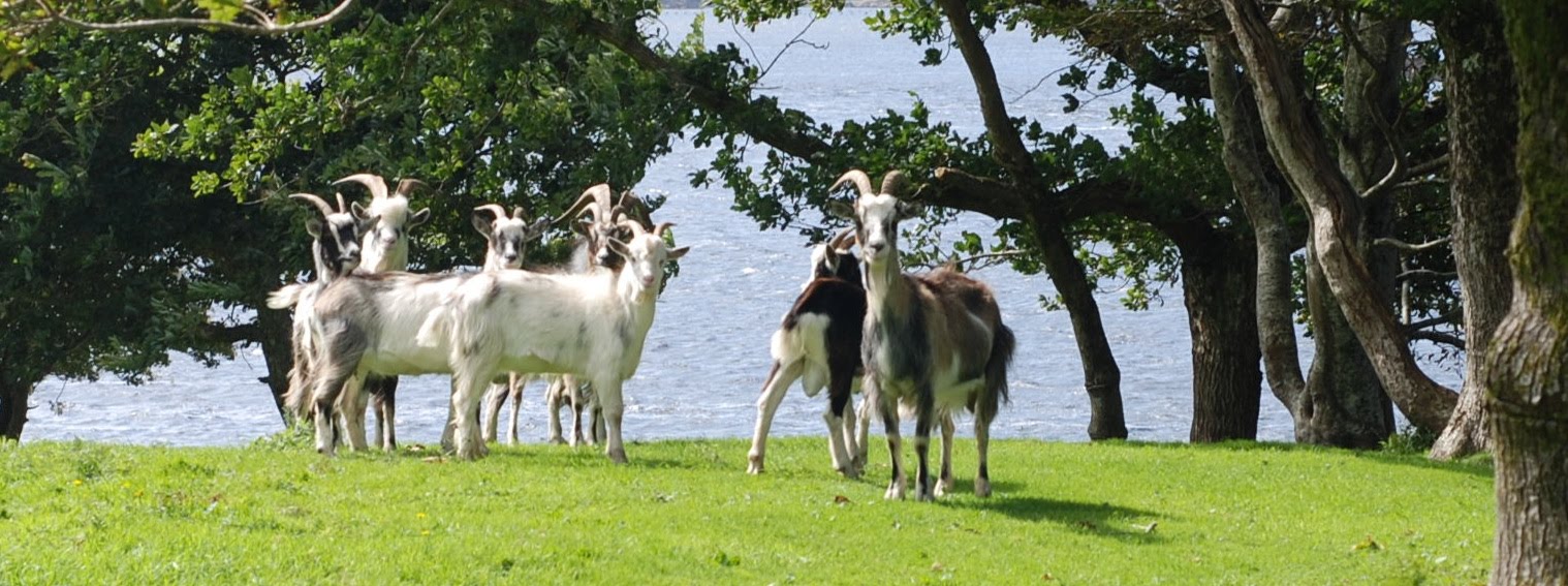 Statt Schlangen Die Wilden Ziegen Von Irland Irland News