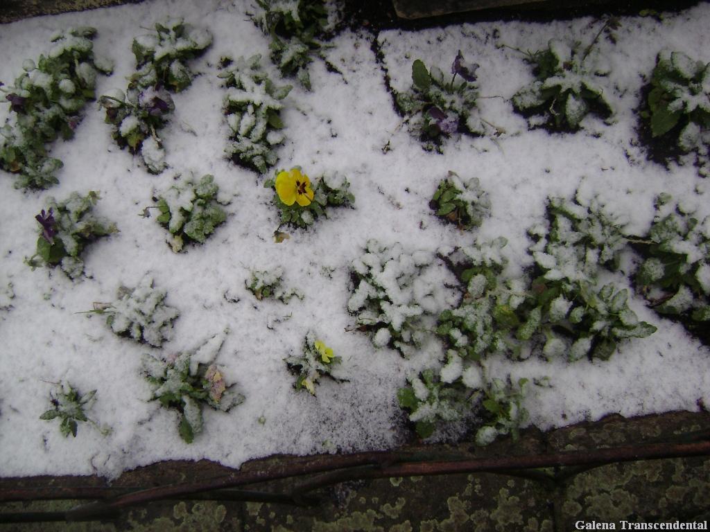 [Snow+4.JPG]