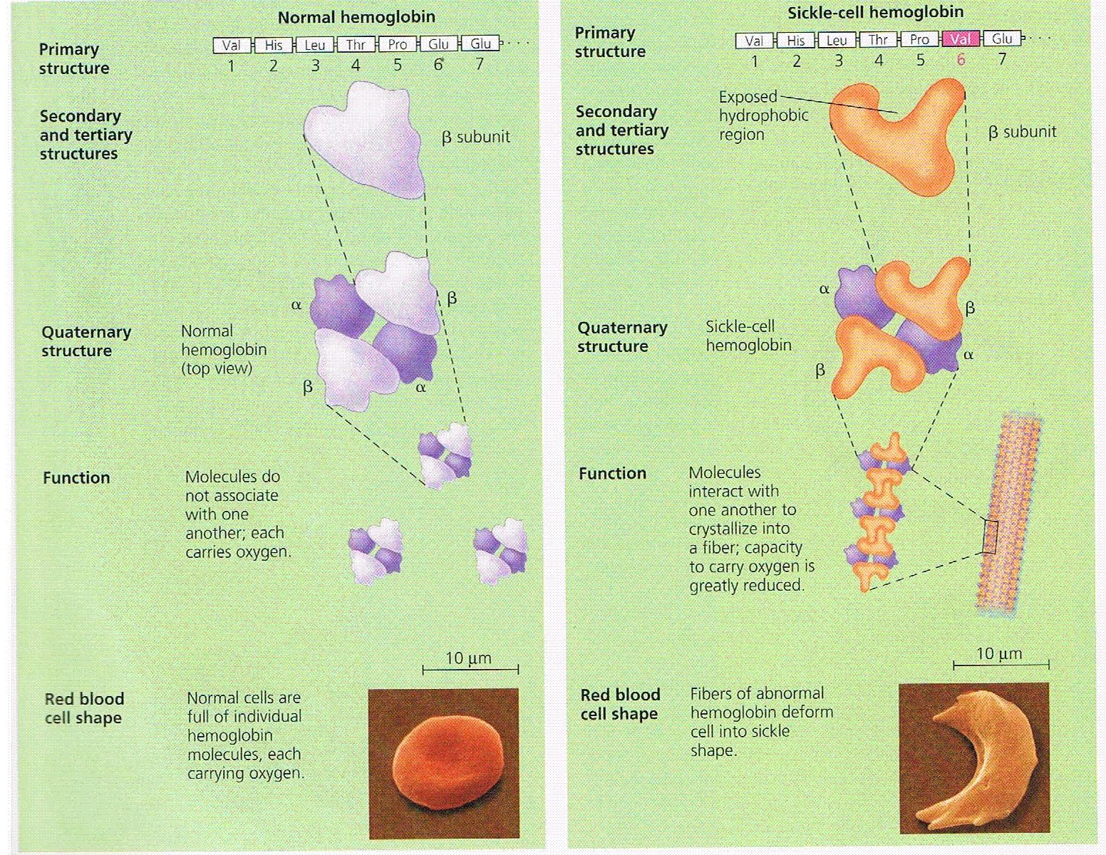 dobrin biology essay comparison essay structure