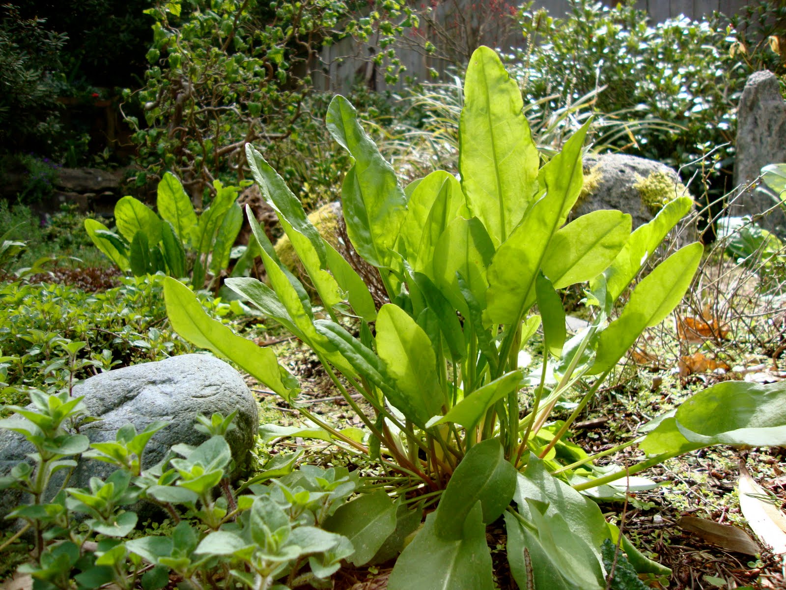 Plant List for a Beautiful Apple Tree Guild Veronica Shukla