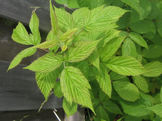 raspberry poison ivy leaves plant noob gardening very glossy jagged