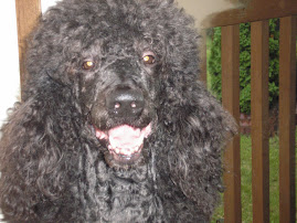 This Is Oz Our Standard Poodle Stud Dog