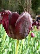 ANOTHER BEAUTY TULIP
