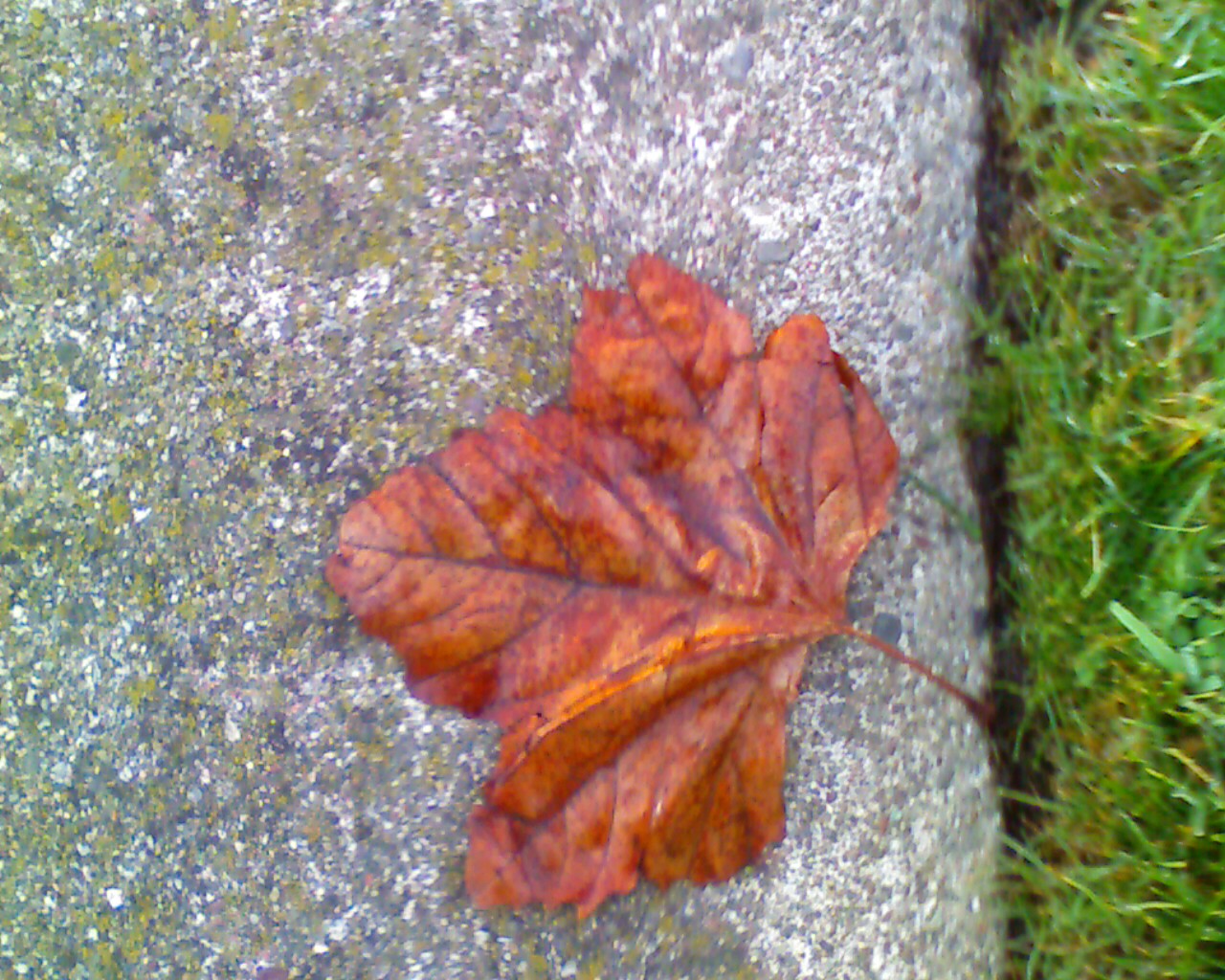 [Image0011-705056.jpg]