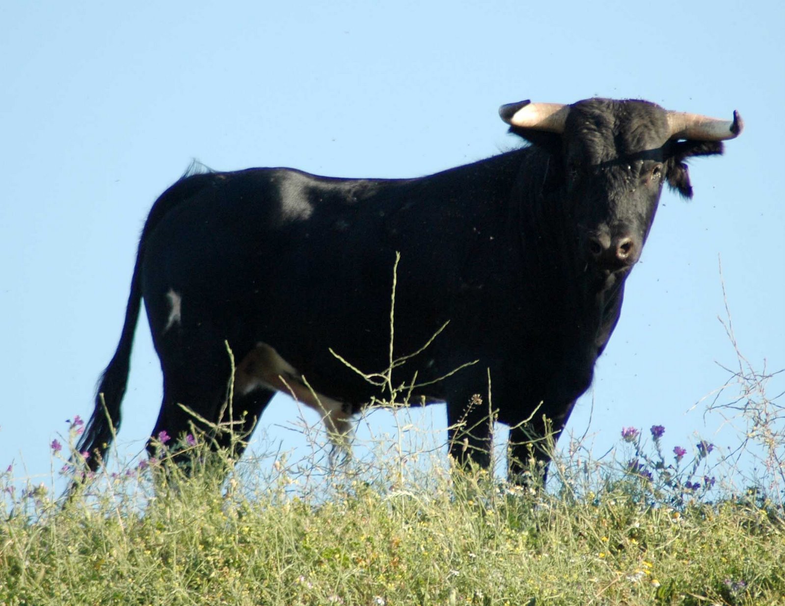 [eral+de+AlfredoGarcÃ&shy]