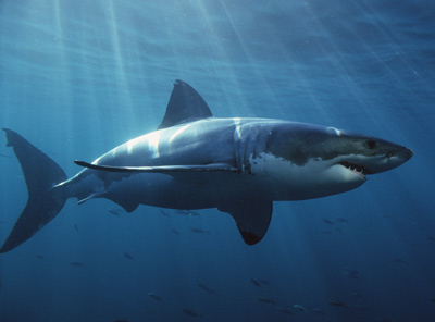 Swimming with Sharks