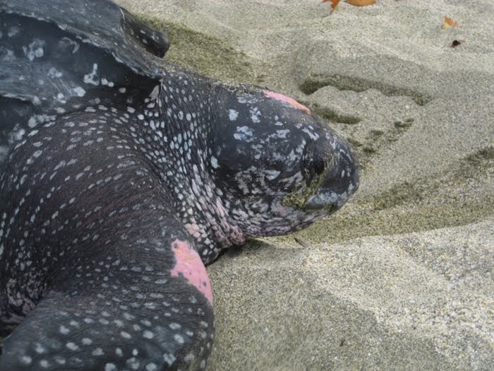 Siempre Verde Venezuela Comunidades rurales monitorean tortugas