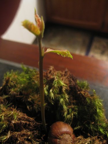 [Acorn+Seedling.jpg]