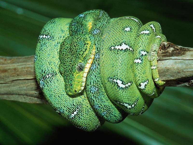 [snake_2.jpg]