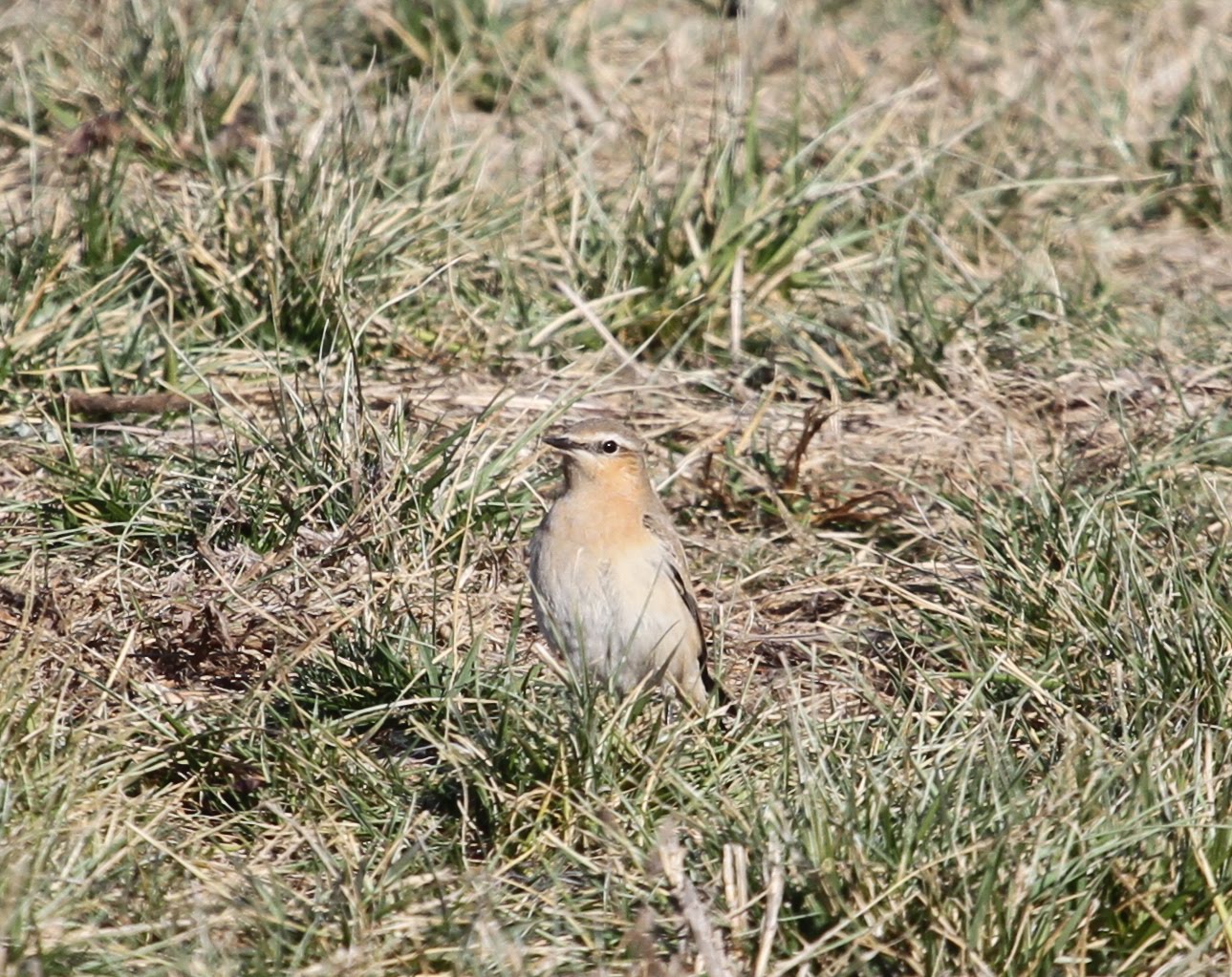 Wheatear Bird