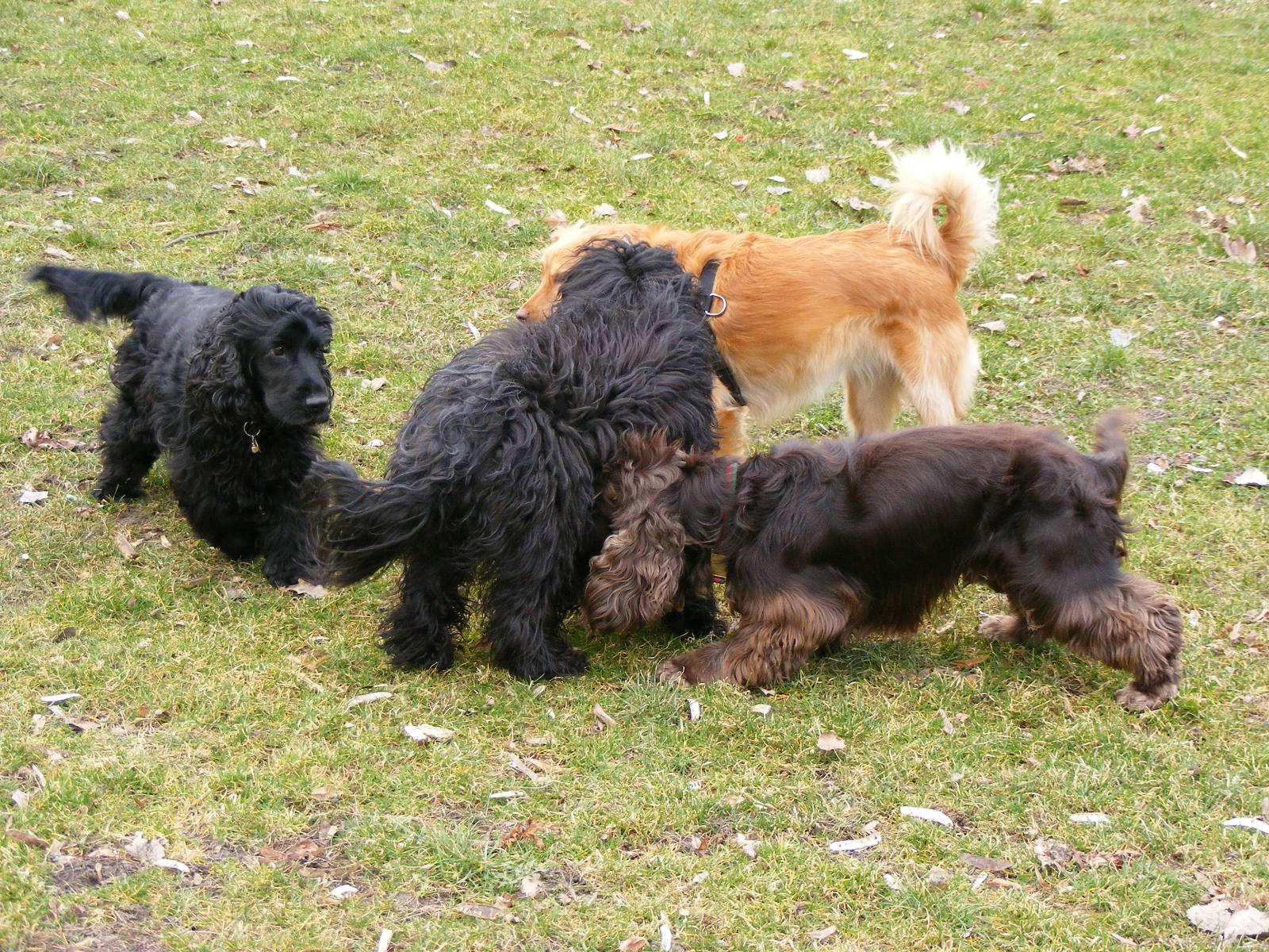 [hundeversammlung.jpg]