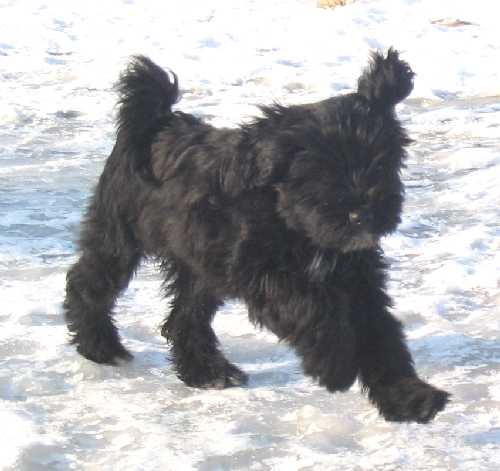 [hab-ca+im+Schnee1.jpg]