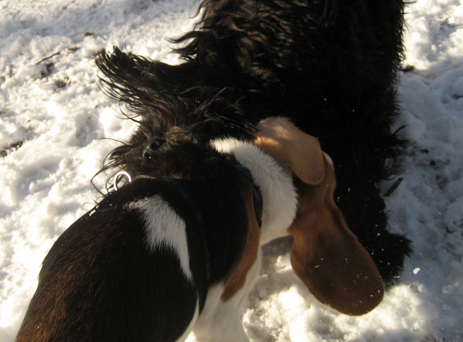 [beagle+beissen.jpg]